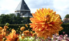 News image: Voorbereidingen dahliamaand gestart